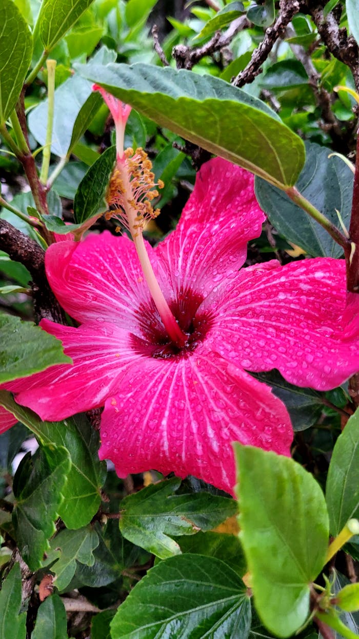 Close-up of a vivid pink hibiscus flower with lush green leaves, capturing nature's beauty.