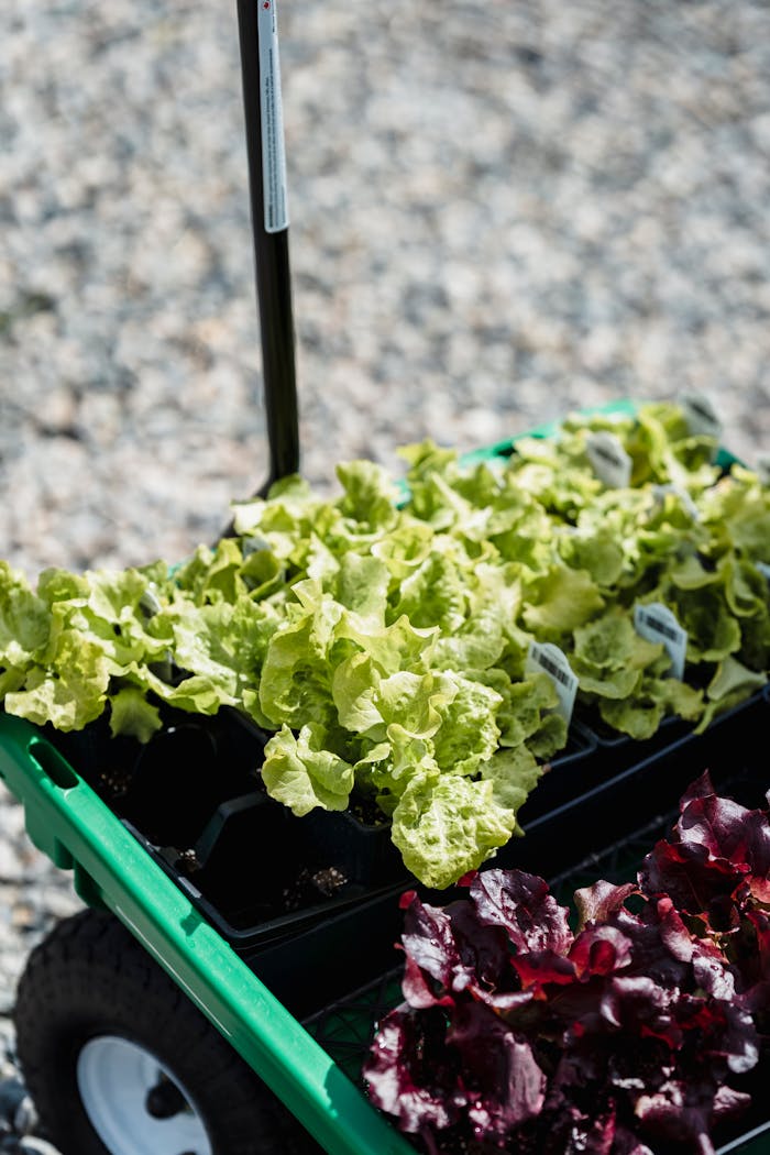 From above of green wheelbarrow with fresh raw salad growing in plastic containers in garden on sunny summer day